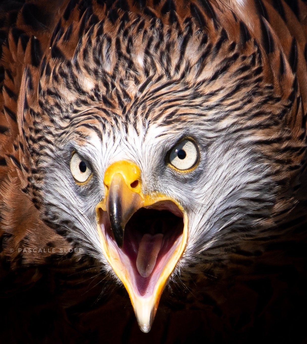 Een close-up van het gezicht van een adelaar met zijn mond open.