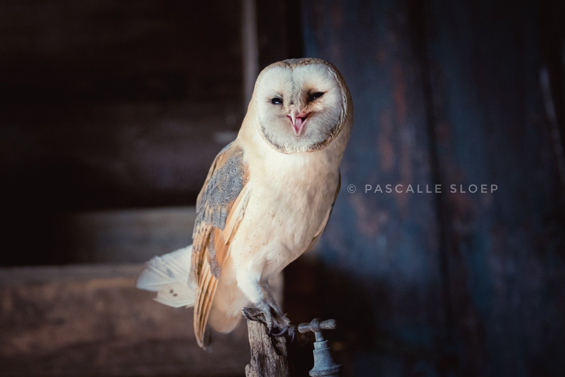 Een kerkuil zat met gesloten ogen op een tak