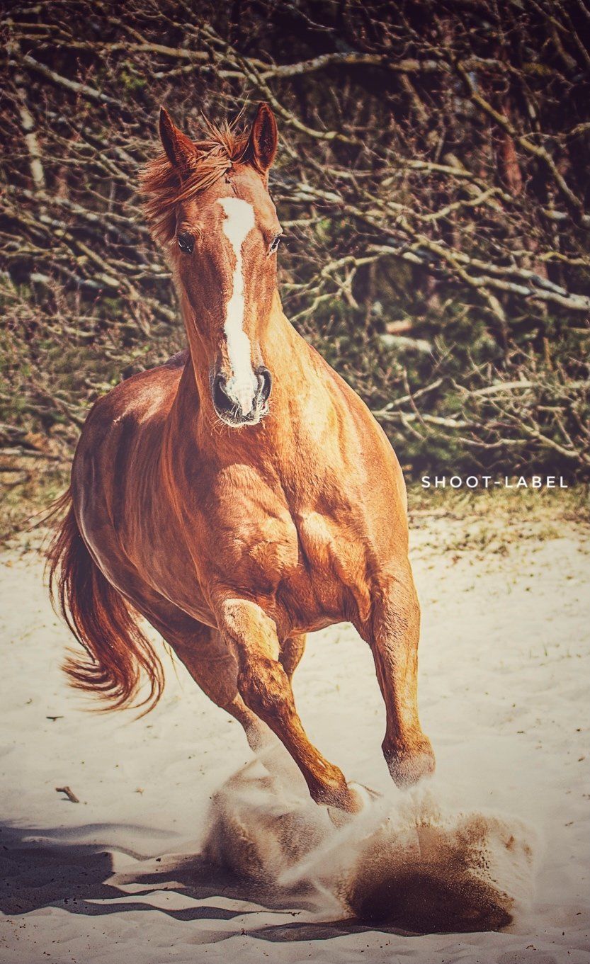 Een bruin paard met een witte vlek op zijn gezicht rent door de modder.