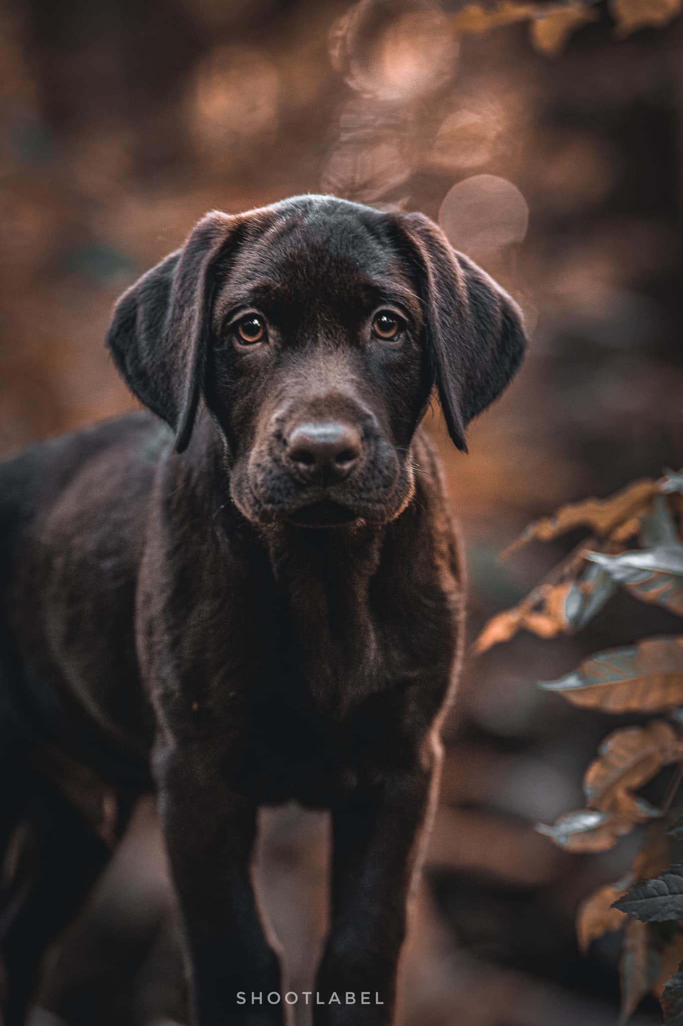 Een bruine hond staat in het bos en kijkt naar de camera.