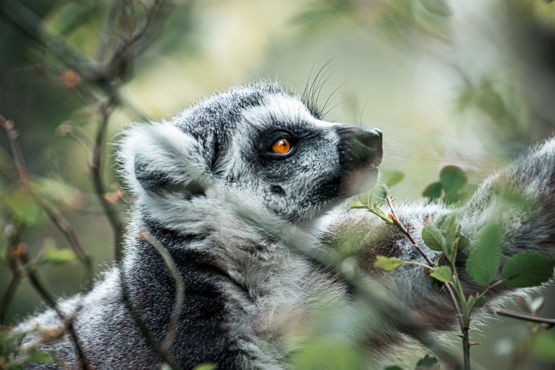 Een maki met oranje ogen zit in een boom.