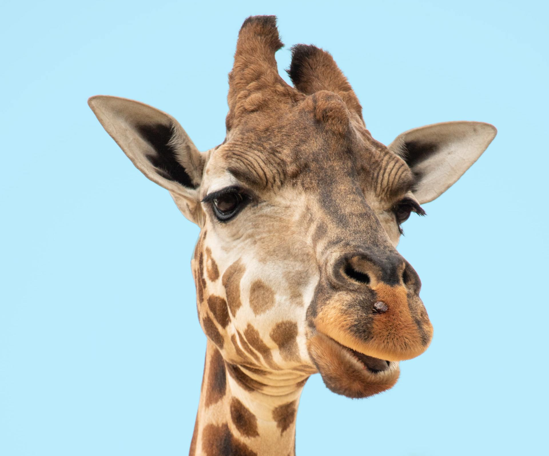 African Safari Wildlife Park