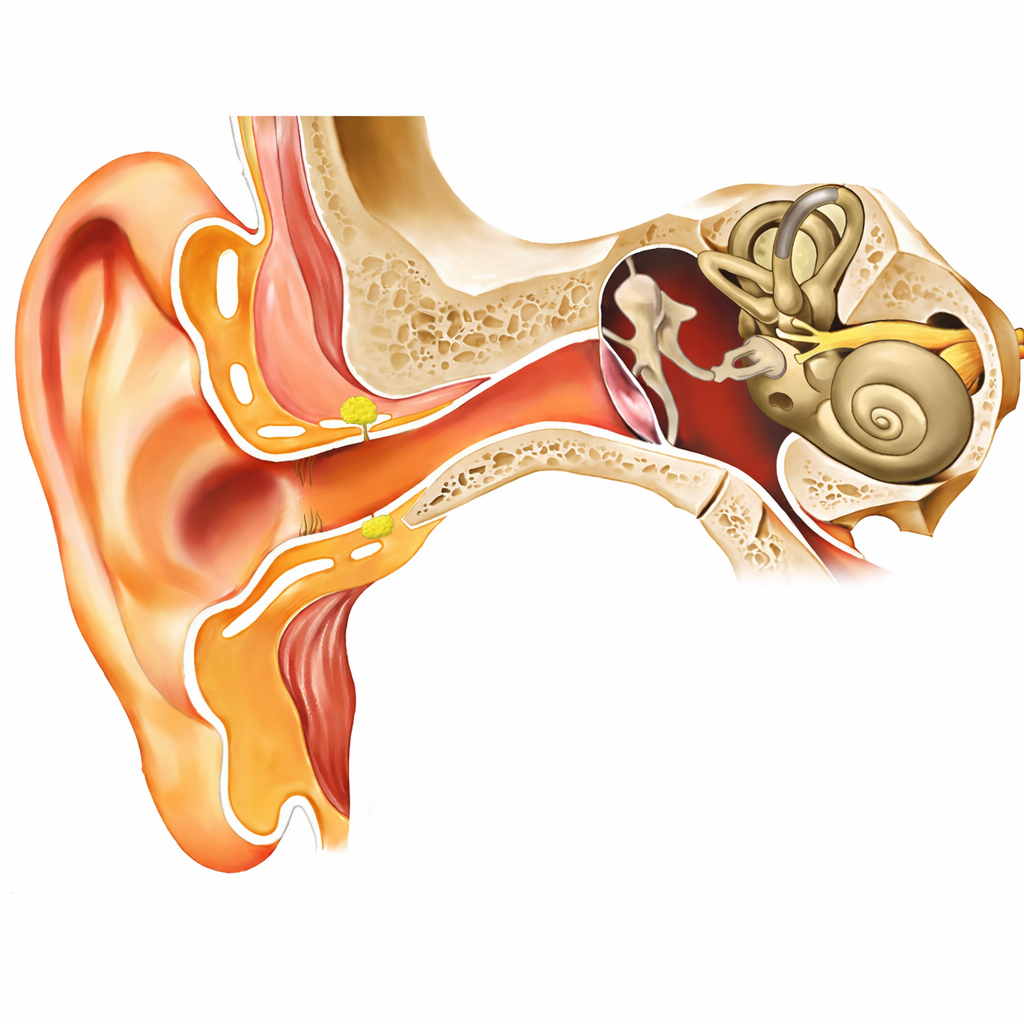 chequeo auditivo preventivo