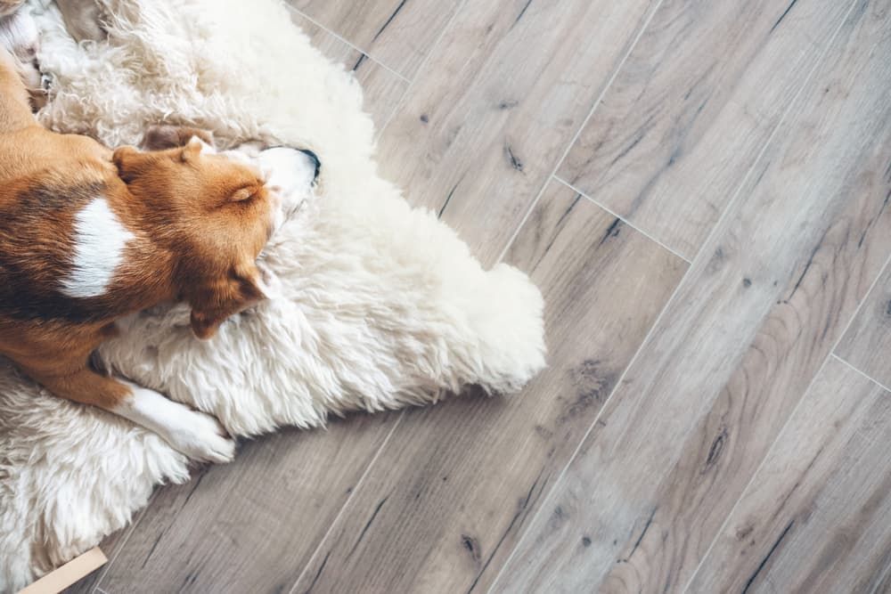 Light colored hardwood floor with dog laying on cream colored rug