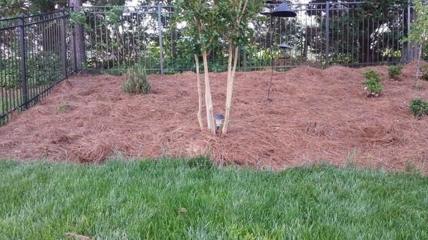 A grassy lawn leading up to a sloped embankment covered in pine straw mulch, featuring a central multi-trunked tree.