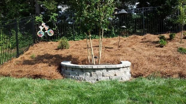 A tree centered in a stone retaining wall on a landscaped hill, surrounded by pine straw and a black metal fence.