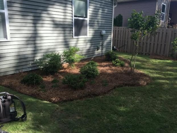 A gray-sided house with a window above a garden bed filled with small, green shrubs and brown pine straw mulch.