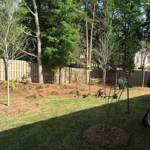 A grassy backyard with mulch beds around young trees, enclosed by a wooden fence with a dense line of trees in the back.