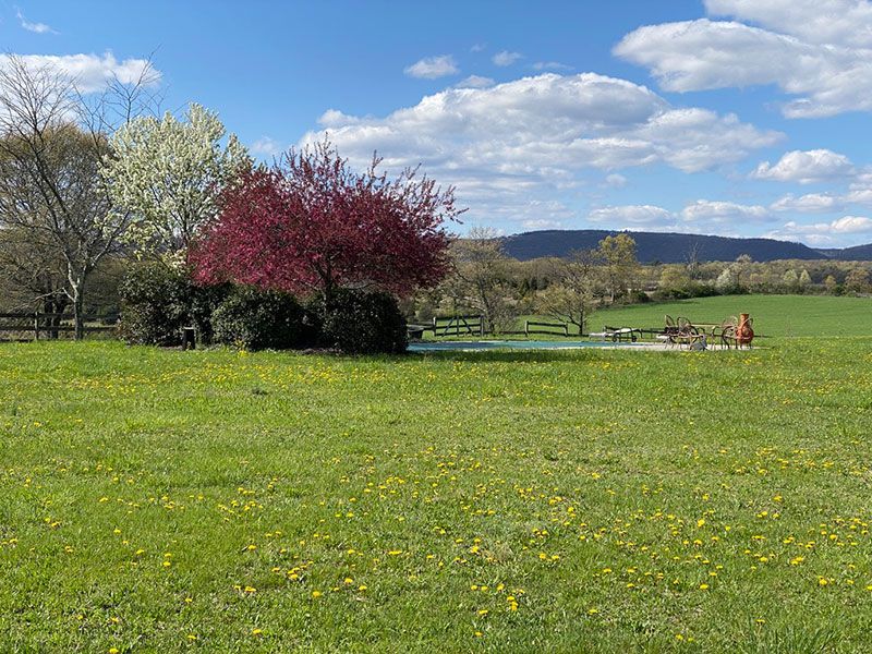 A large grassy field with a tree in the middle of it at Chestnuthill Countryside Manor
