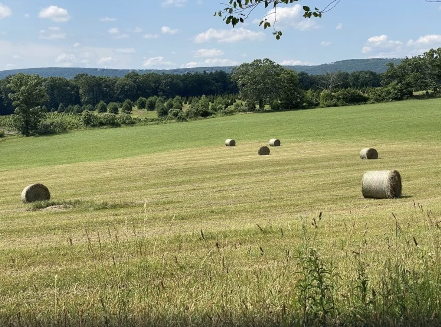 A field filled with hay bales on a sunny day at Chestnuthill Countryside Manor