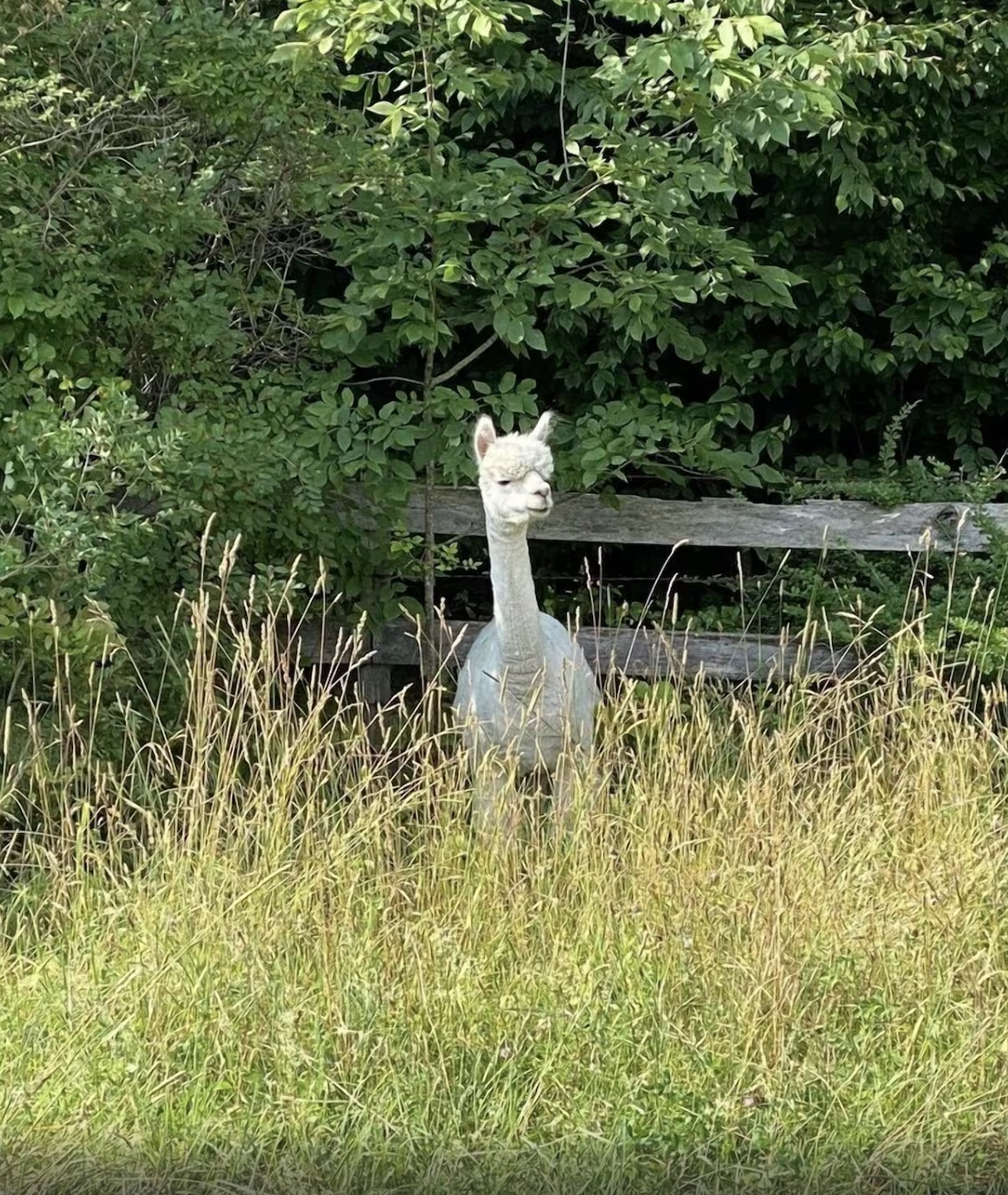 A white alpaca is standing in a field of tall grass at Chestnuthill Countryside Manor