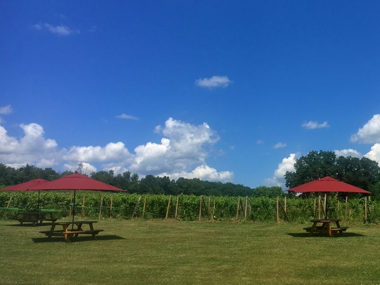 A field with picnic tables and umbrellas on a sunny day