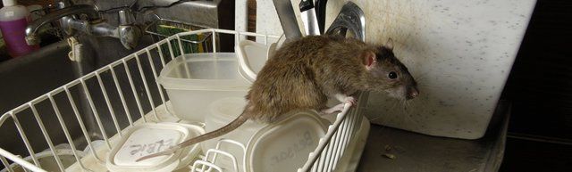 Rat in kitchen