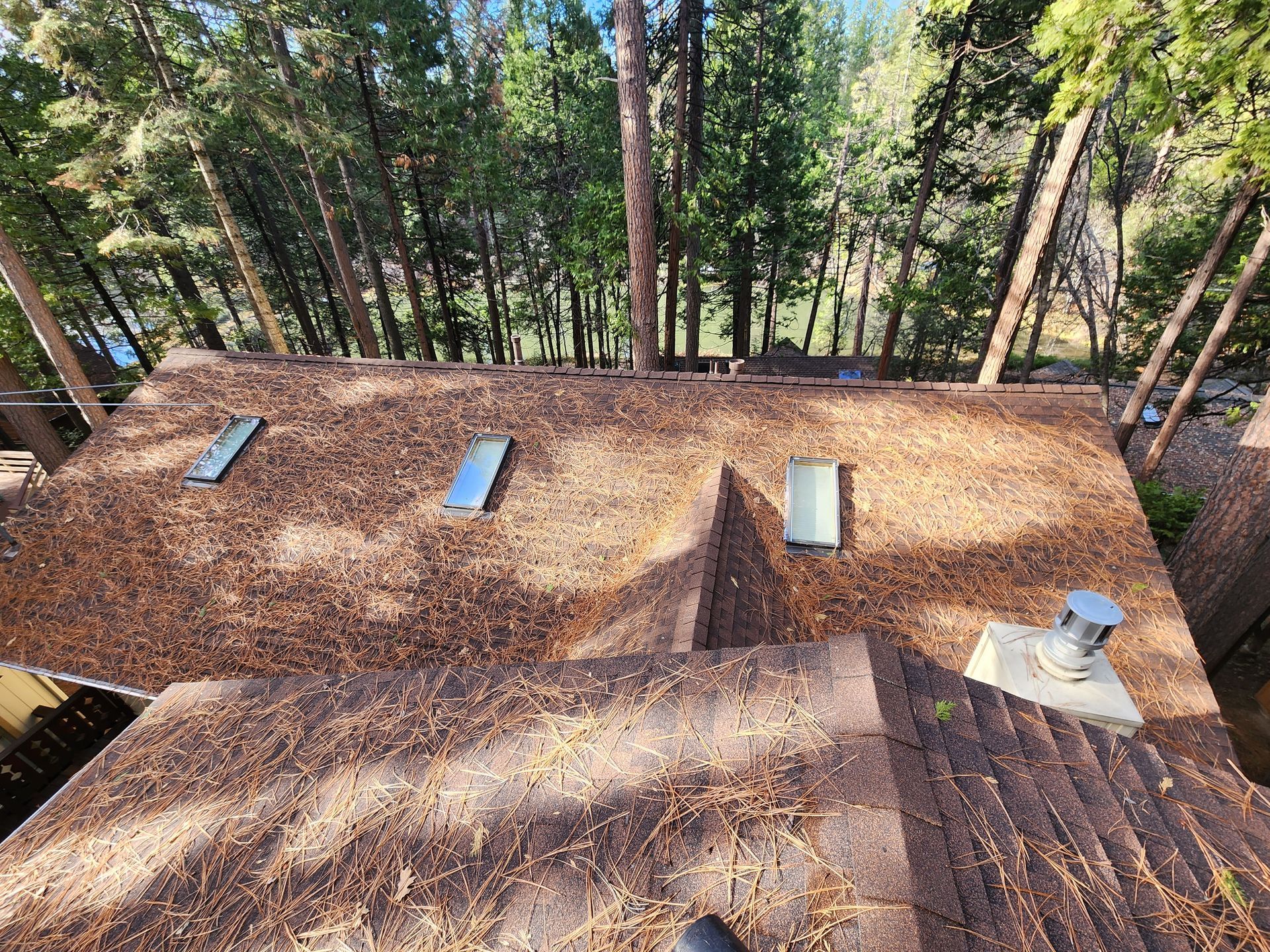 A roof with a lot of leaves on it and trees in the background.