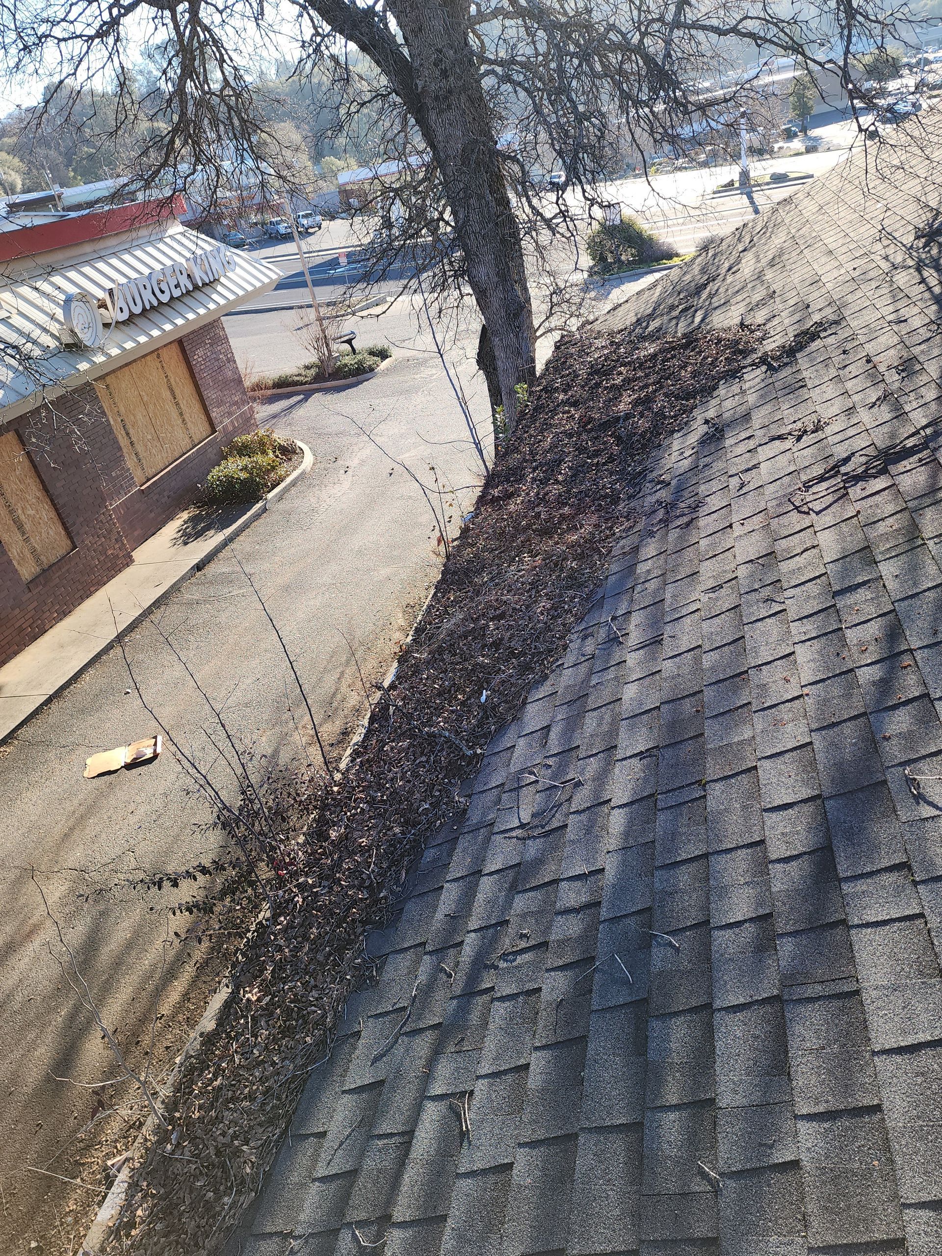 A roof with a lot of leaves on it and a tree in the background.