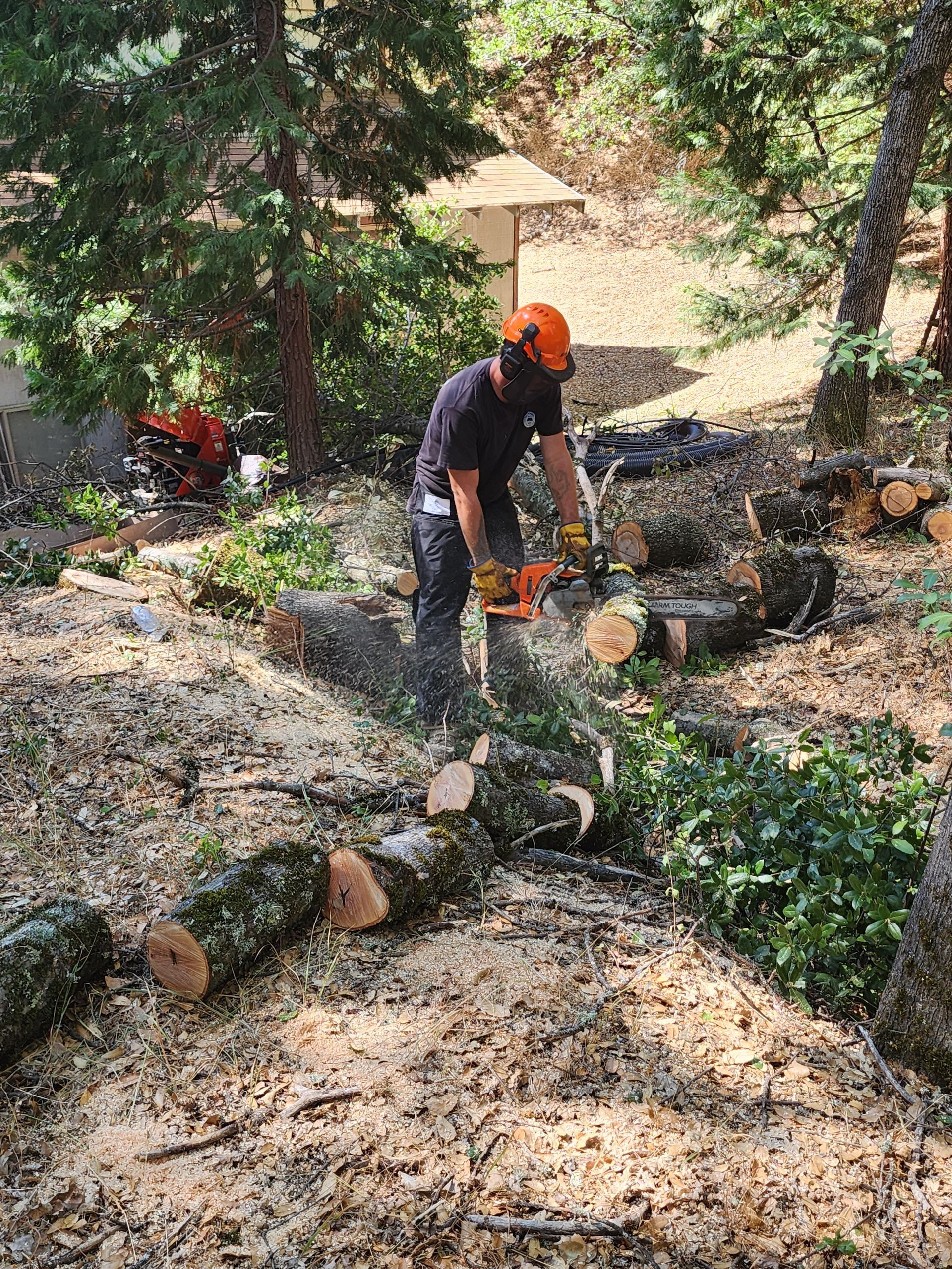 A man is cutting a tree with a chainsaw in the woods.