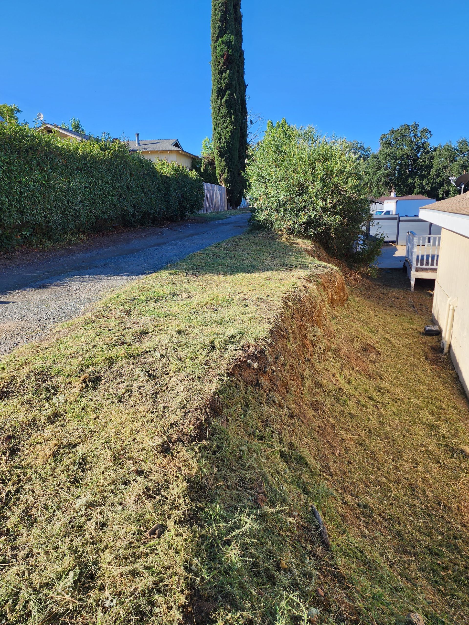There is a lot of grass on the side of the road.