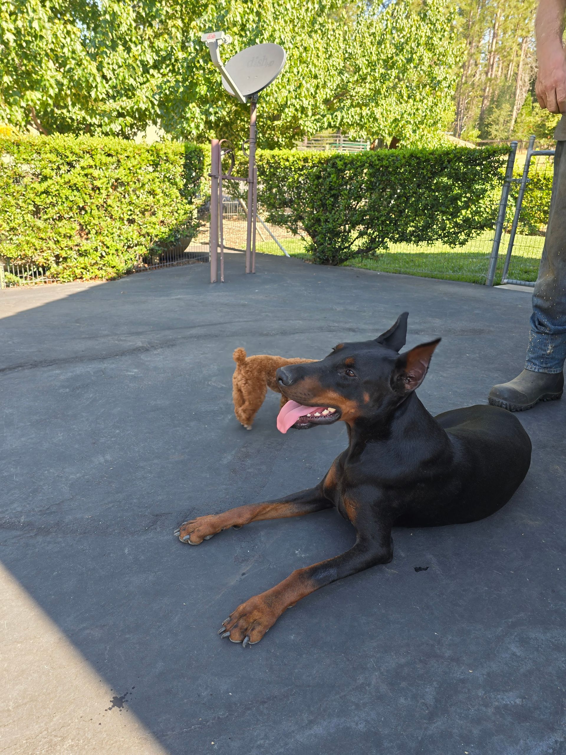 A man is standing on a ladder cleaning a window in a living room.