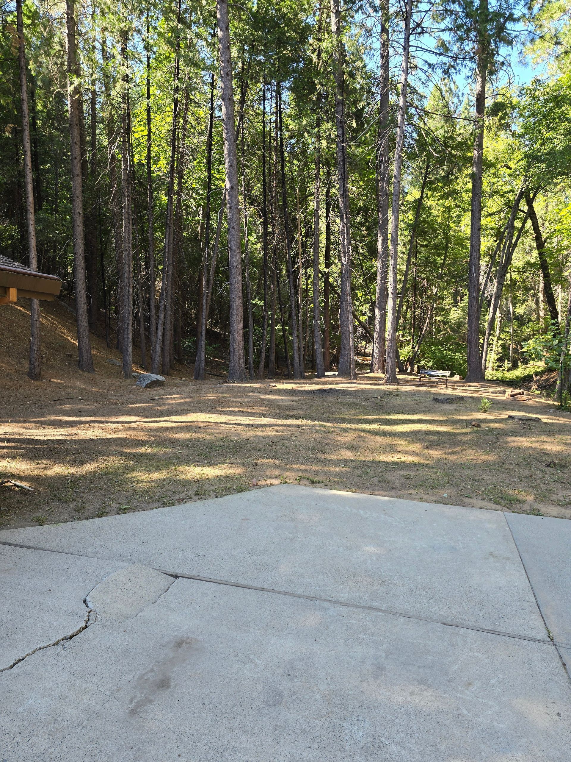 A concrete driveway in the middle of a forest