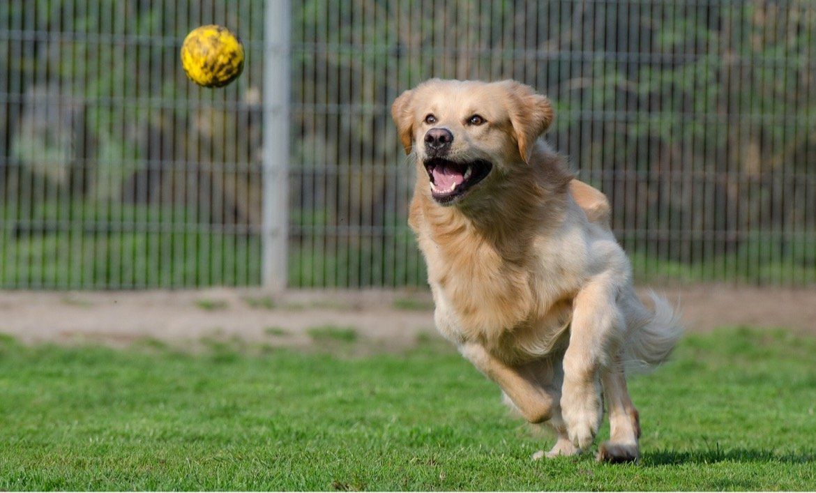 Chasing a ball on cue