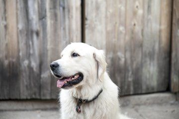 Sydney, a service dog in training