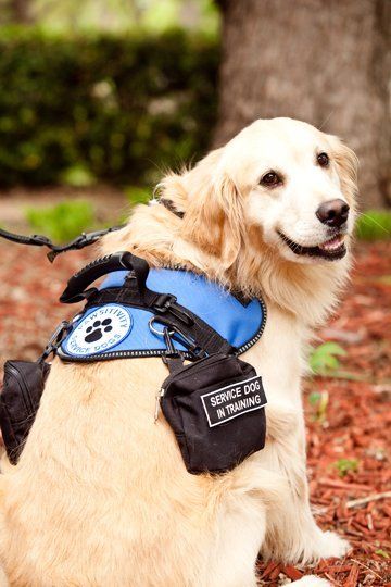 Service Dog trainee, Bailey