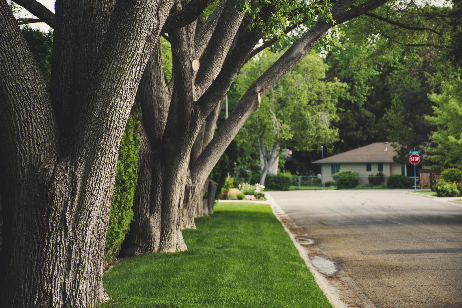 Row of large trees lining a street with a house in the background and green grass on the left.