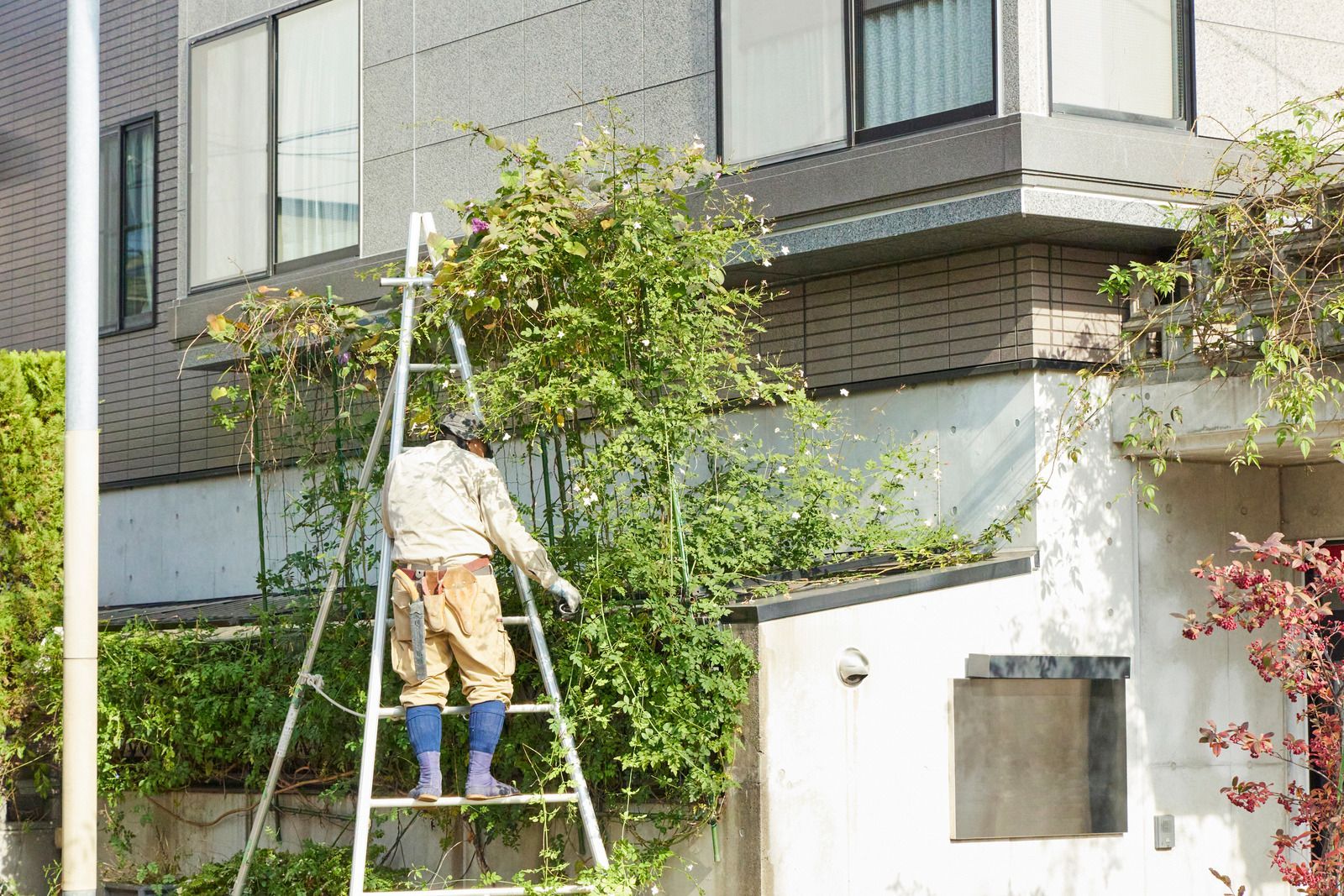 Person on a ladder trimming a green bush in front of a modern building with gray walls and windows.