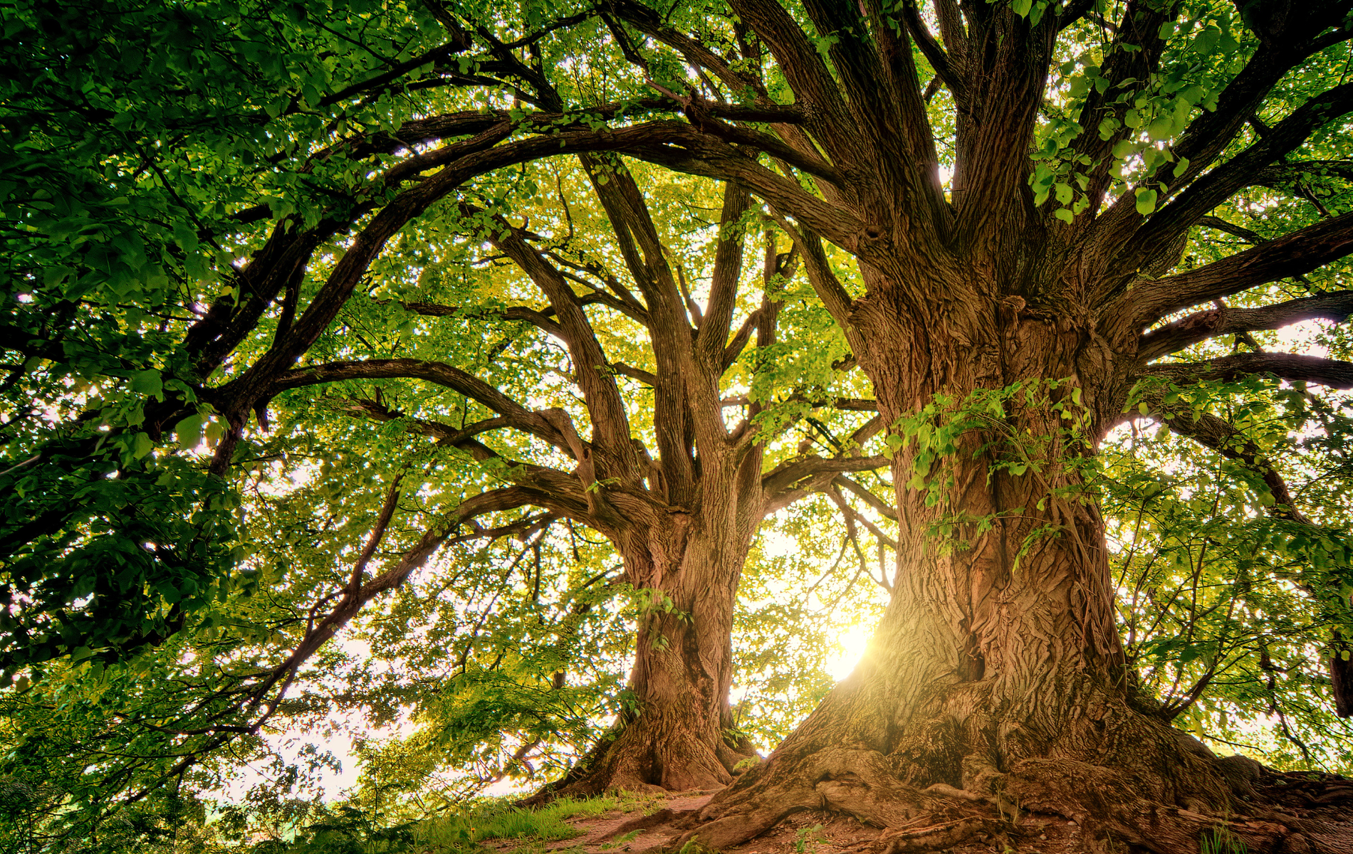 Large, old trees with thick, textured trunks and green foliage; sunlight streams through the branches.
