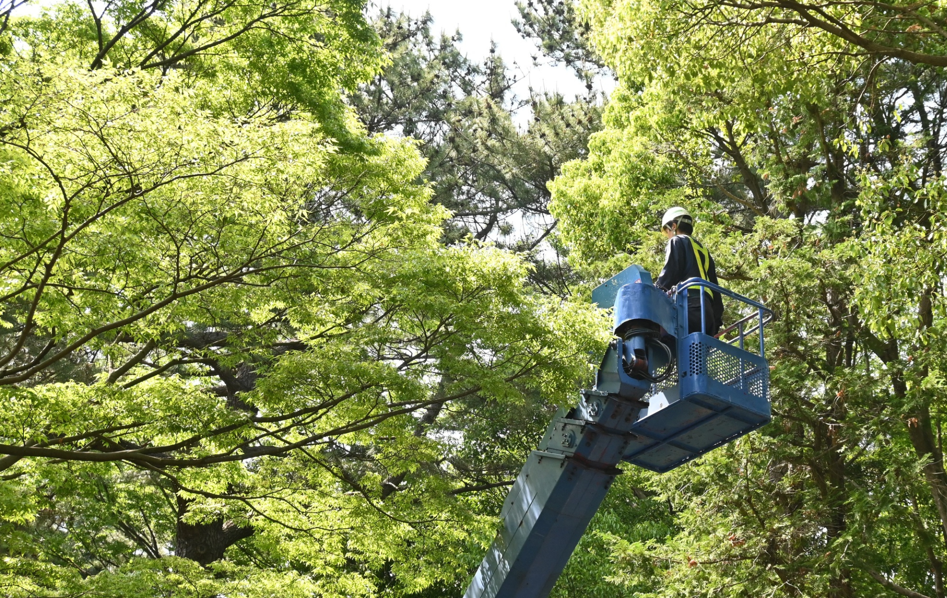 Arborist in a lift trimming tree branches with bright green leaves.