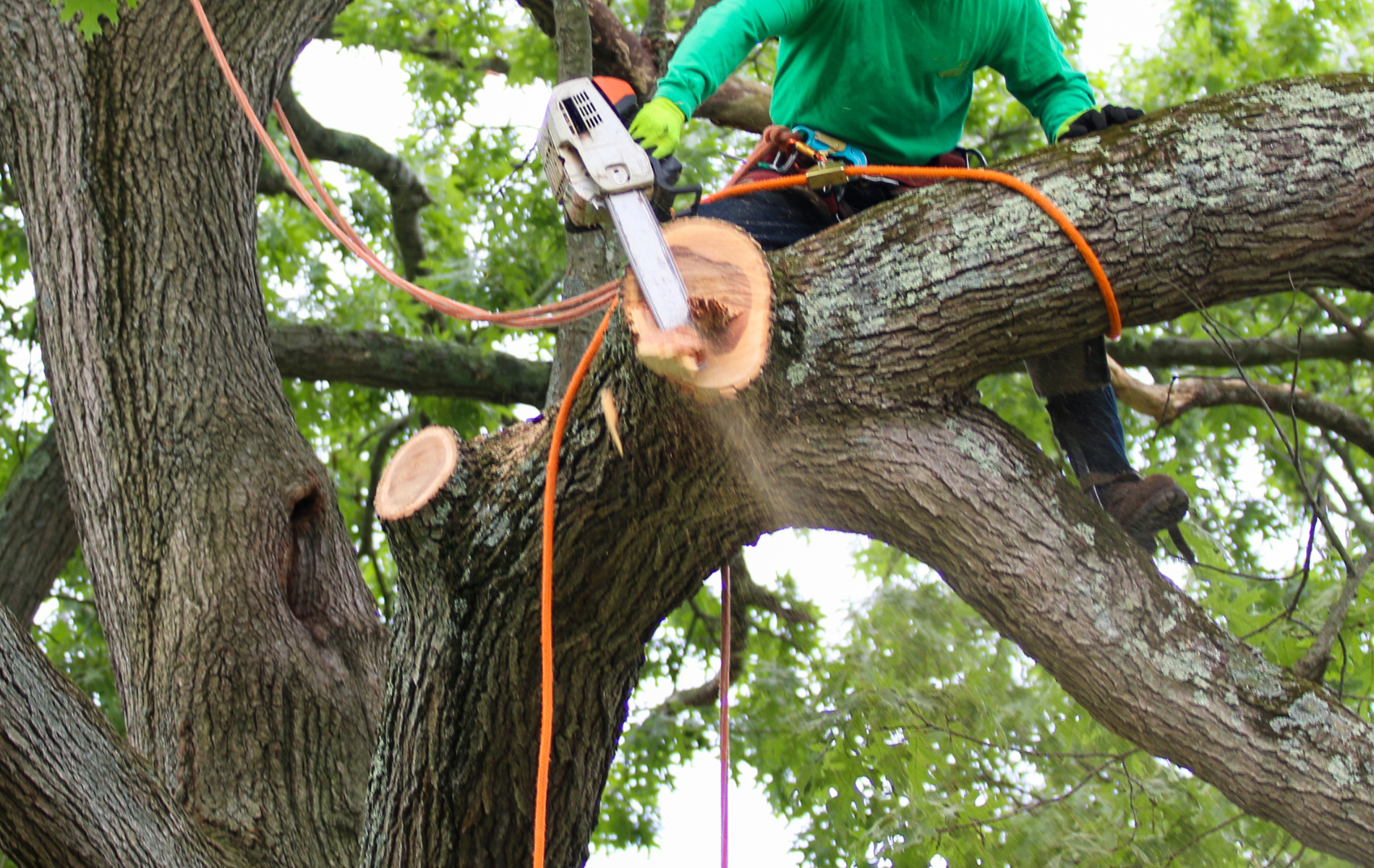 Arborist using chainsaw to cut a tree branch, secured with ropes and safety gear.