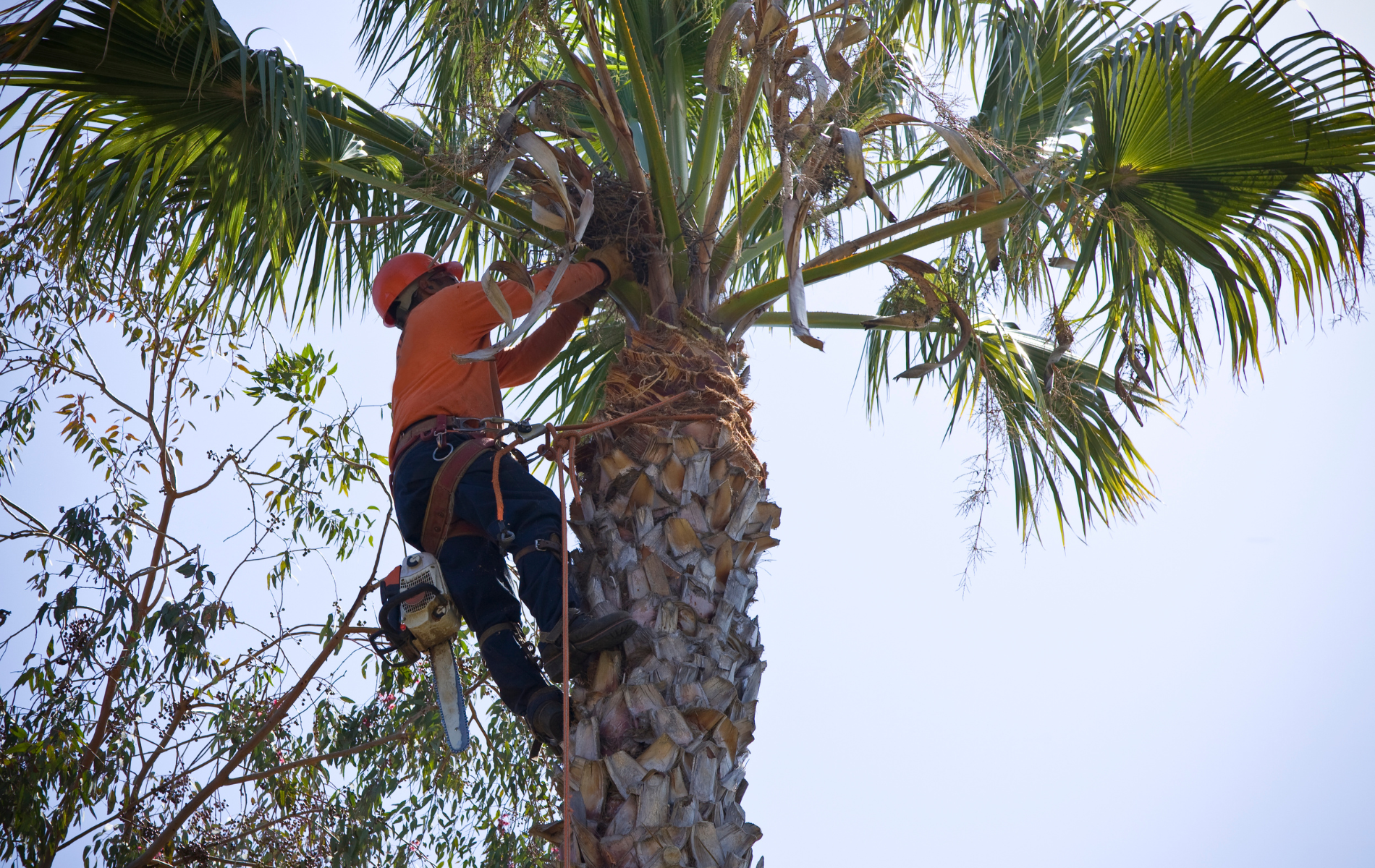 Arborist in orange shirt, helmet, and harness, using a chainsaw to trim a tall palm tree.