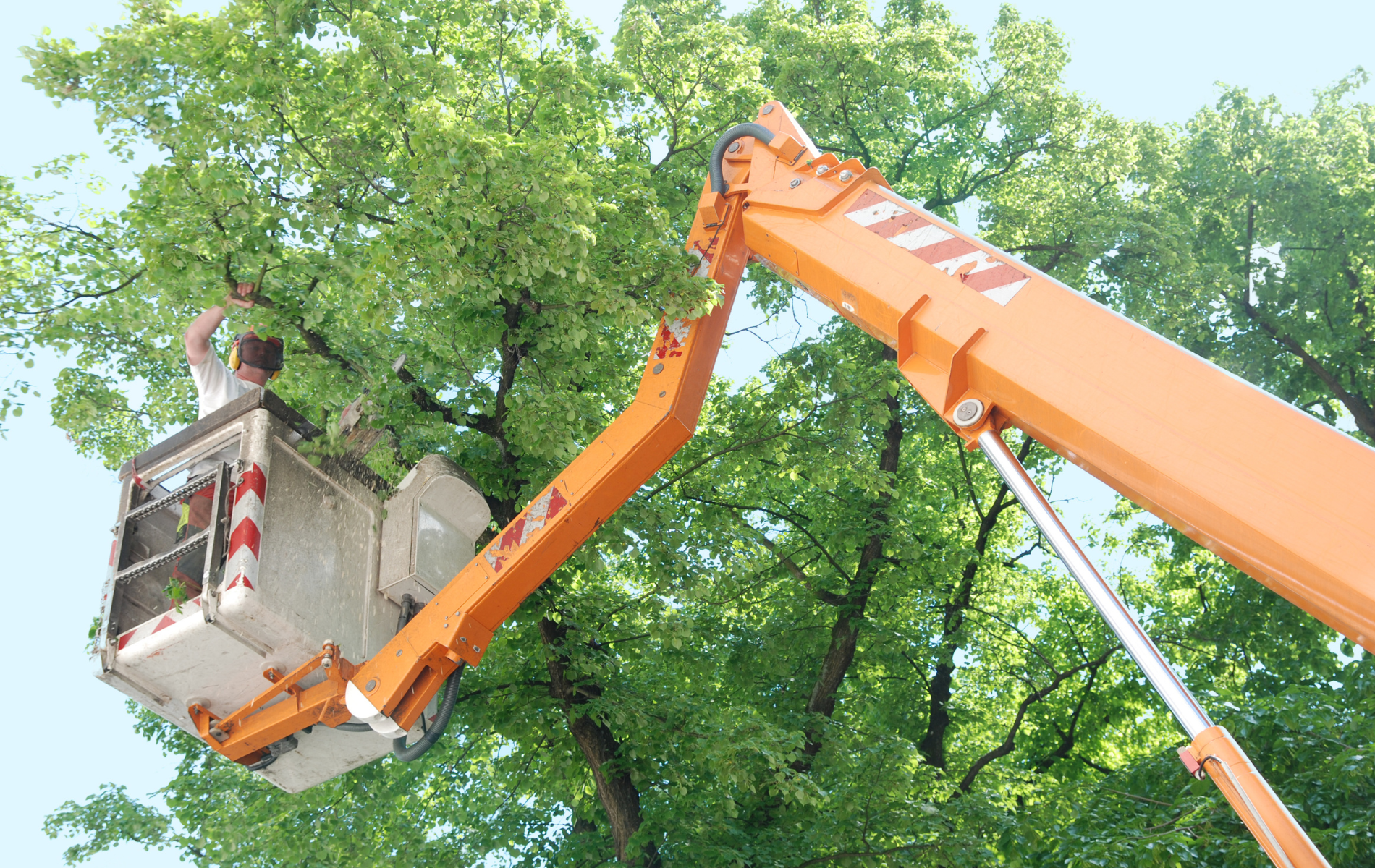Person trimming tree branches from a bucket lift. Orange lift, green leaves, blue sky.