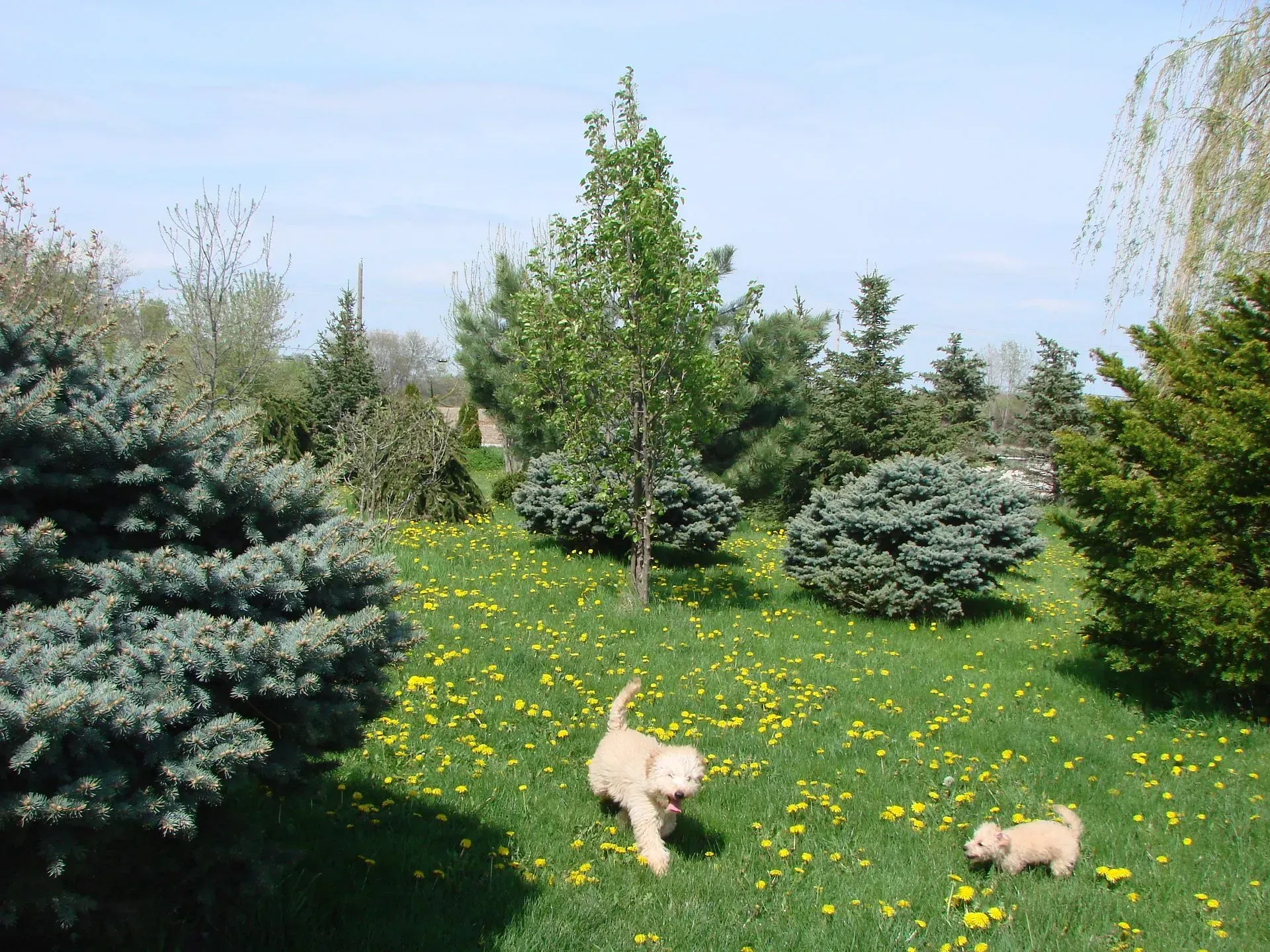 Two dogs are playing in a grassy field surrounded by trees