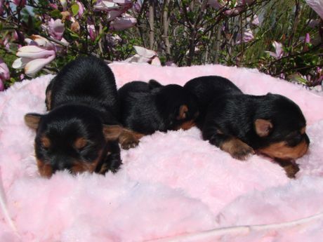 Three black puppies are laying on a pink blanket