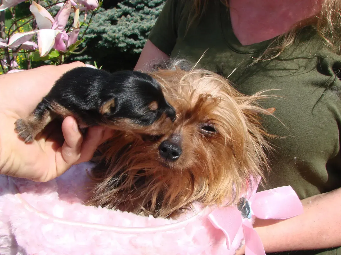 A woman is holding a small puppy in her arms