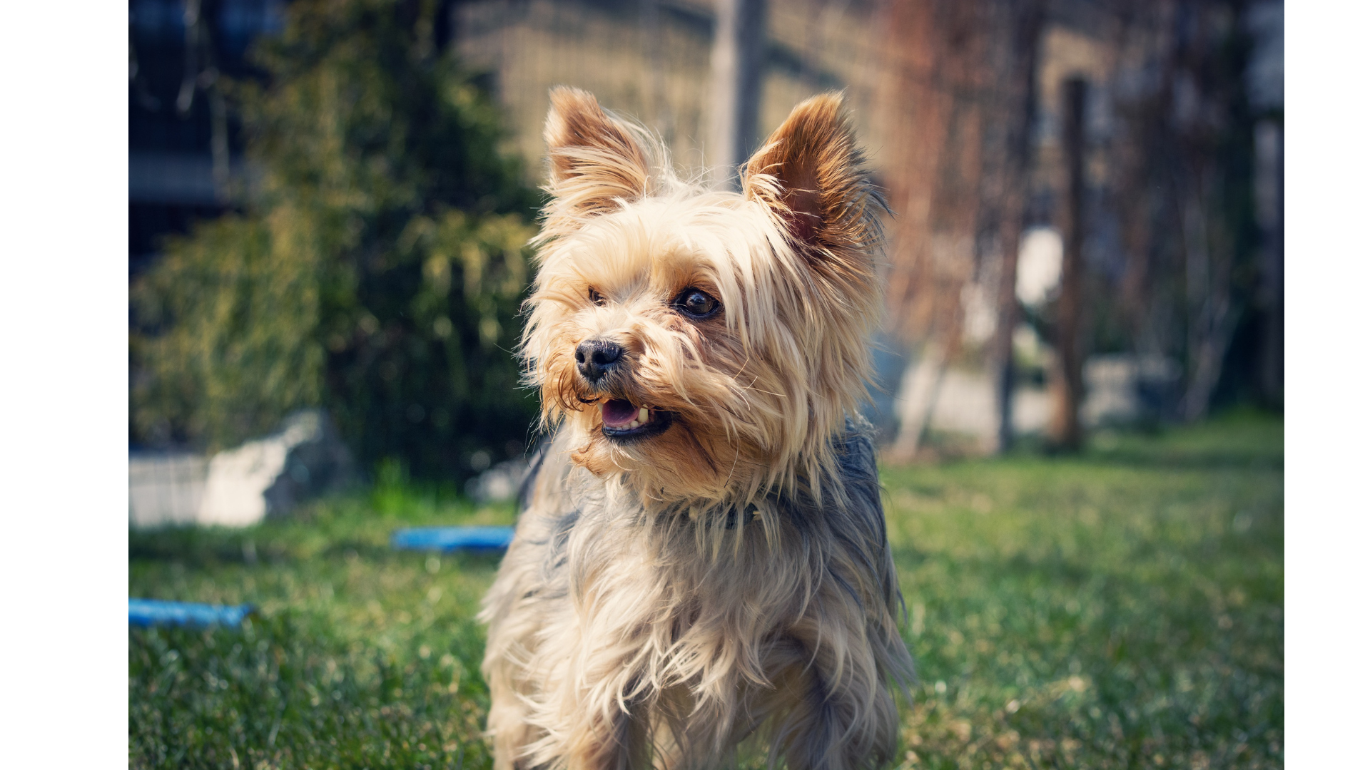 A small dog is standing in the grass and looking at the camera.
