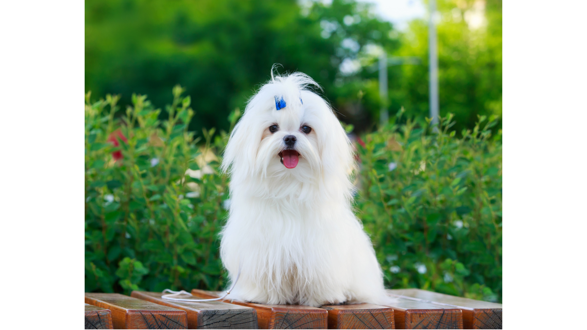 A small white dog is sitting on a wooden bench.