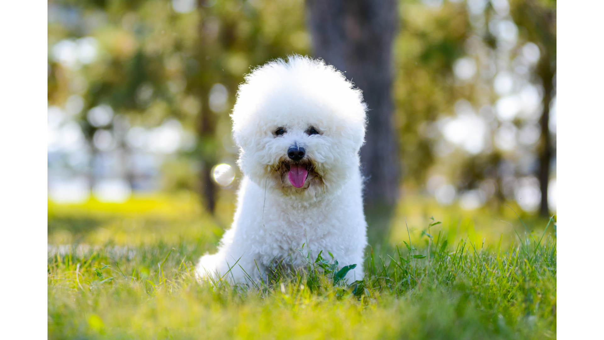 A small white dog is sitting in the grass with its tongue hanging out.