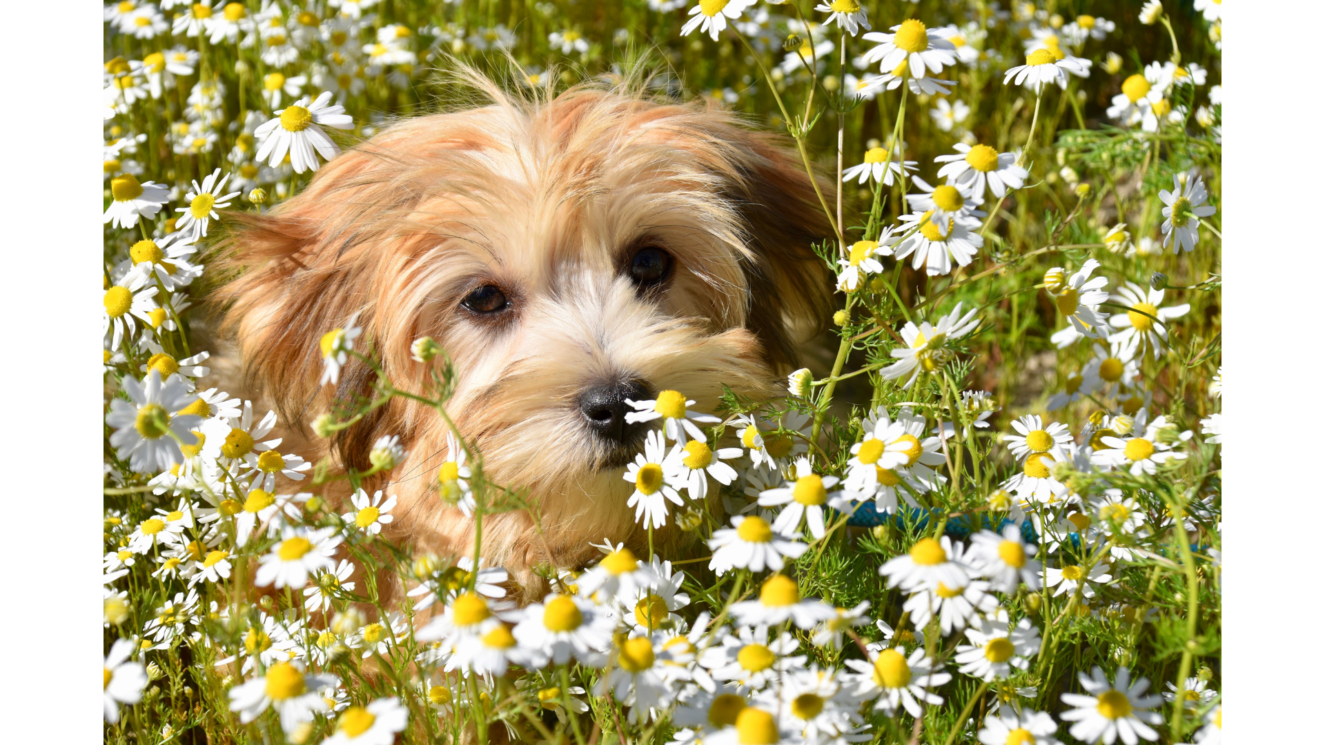 A small dog is sitting in a field of daisies.