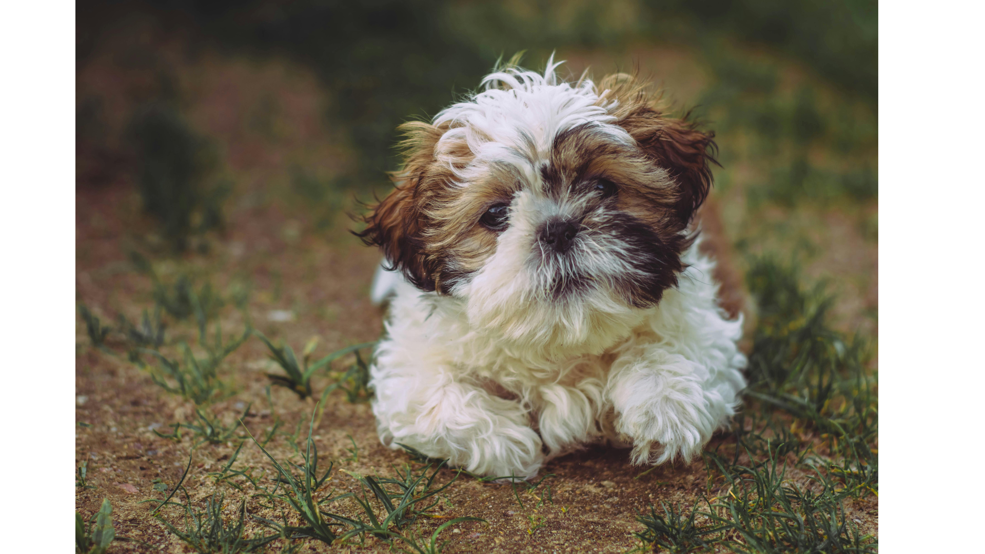 A brown and white shih tzu puppy is laying in the grass.