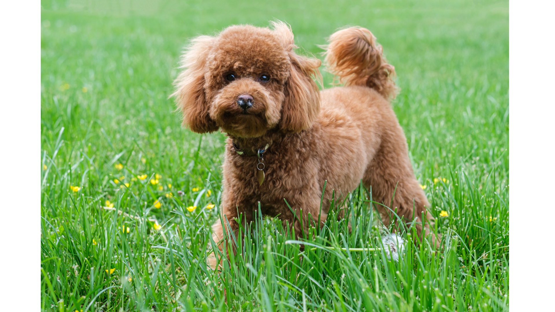 A small brown poodle is standing in the grass.