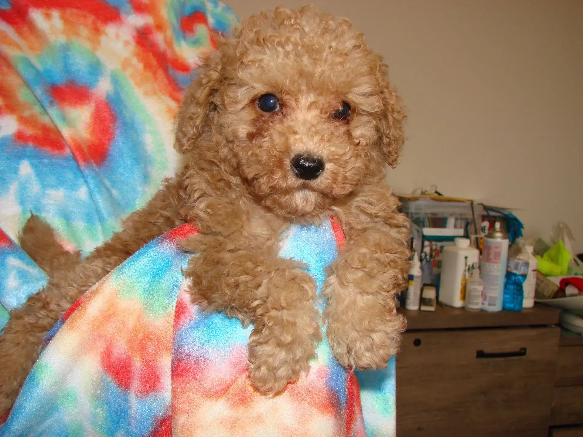 A small brown poodle puppy is sitting on a colorful blanket.