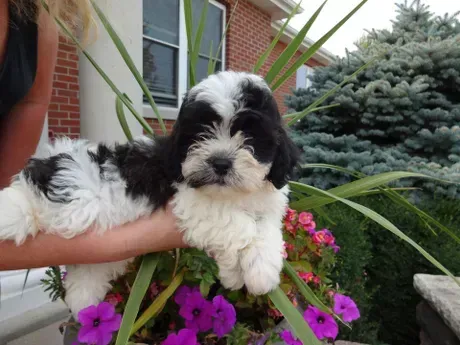 A black and white puppy is being held by a woman