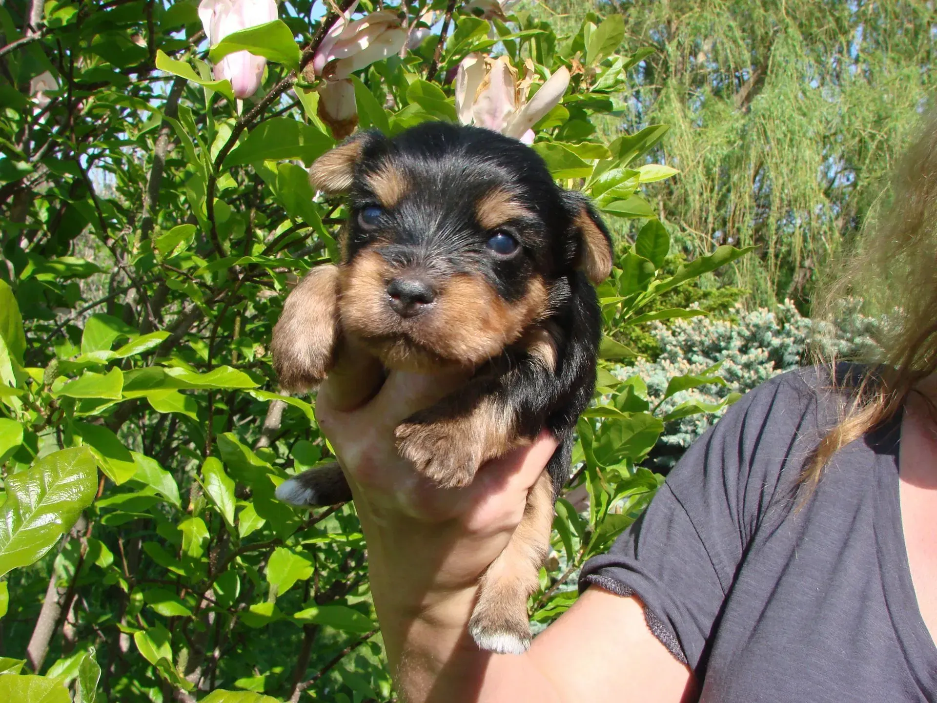 A woman is holding a small puppy in her hands