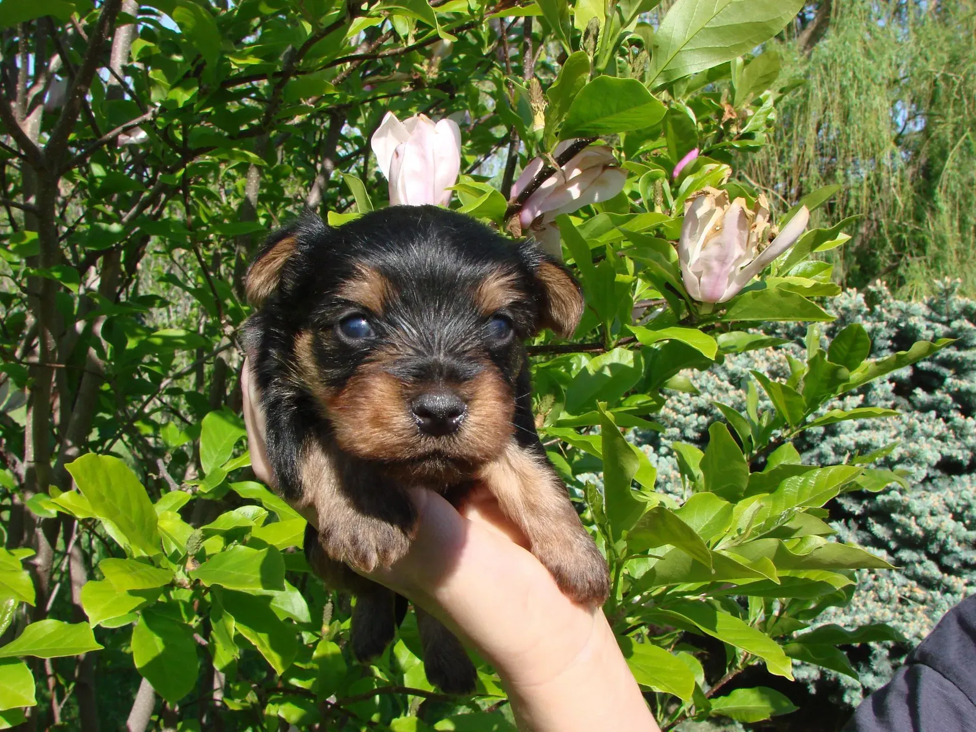 A person is holding a small black and brown puppy in their hand