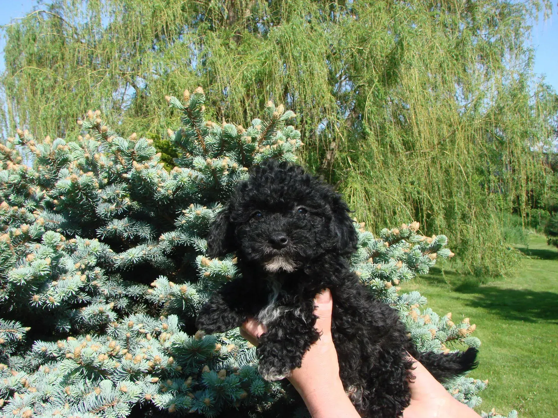 A person is holding a small black dog in front of a tree