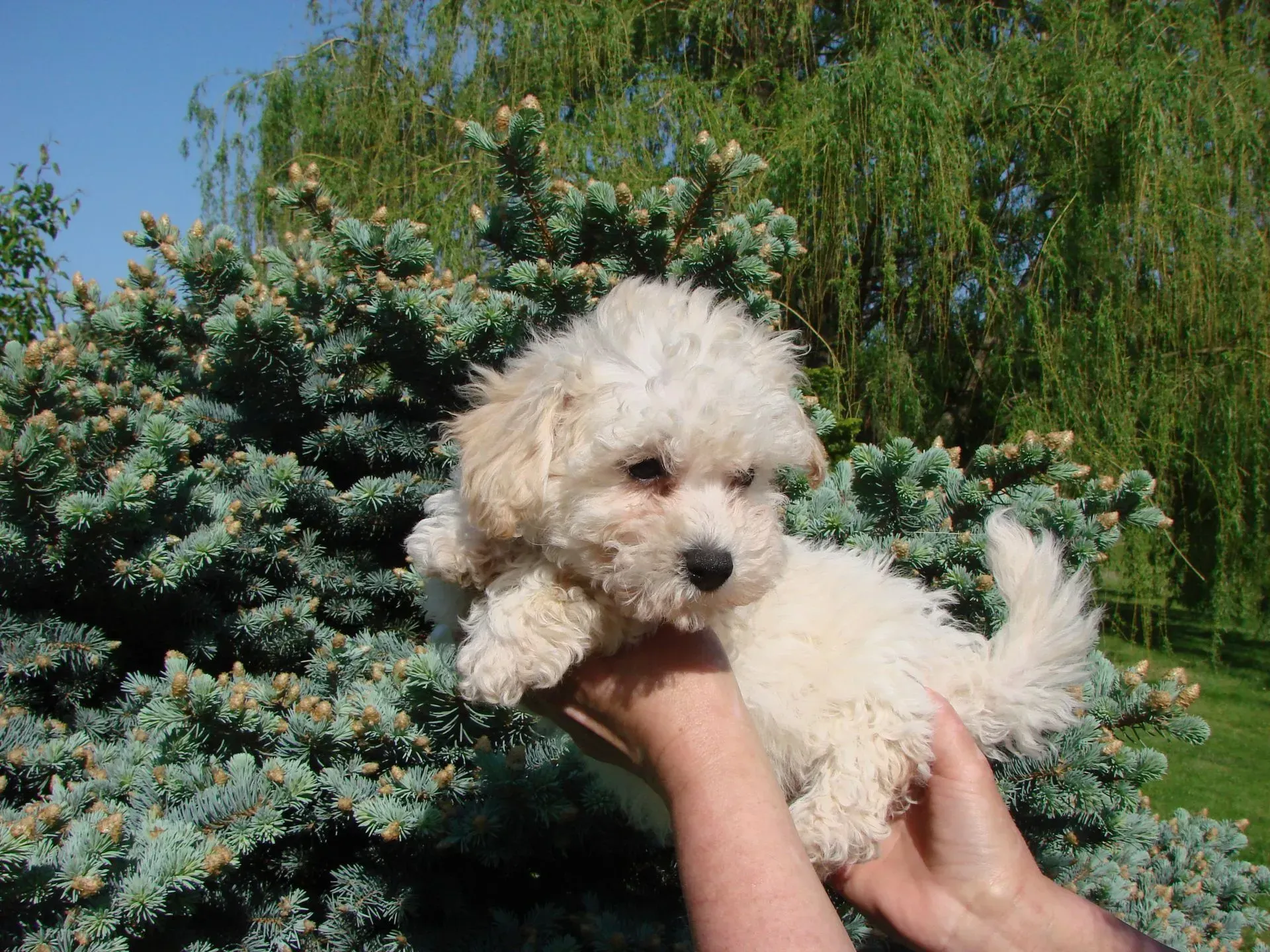 A person is holding a small white puppy in front of a tree