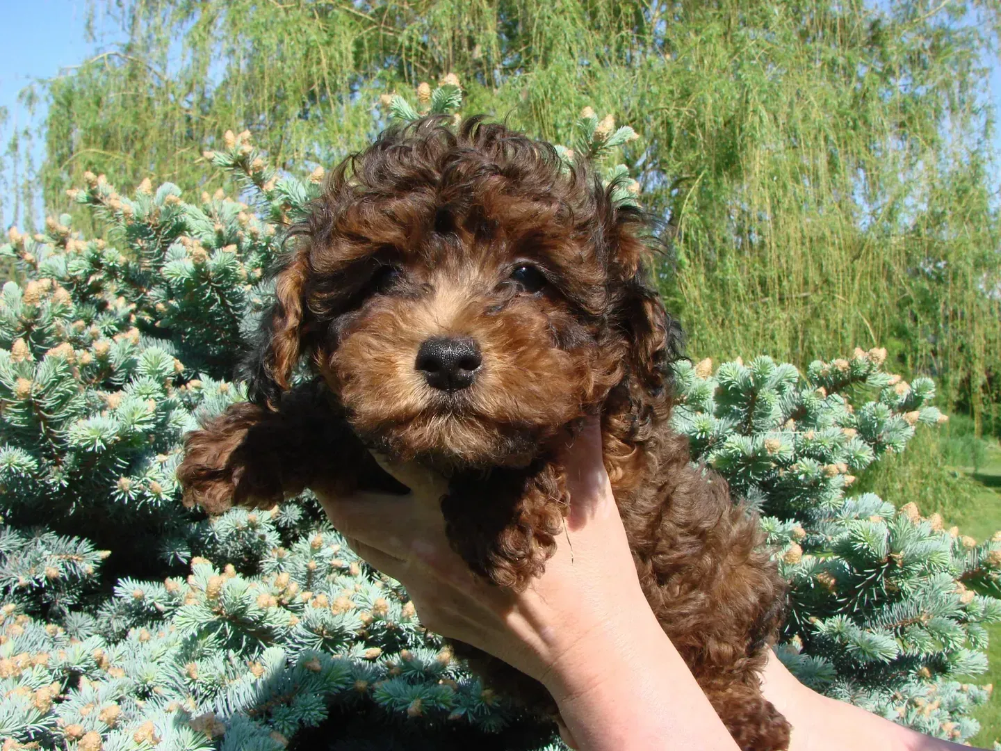 A person is holding a small brown puppy in their hands.