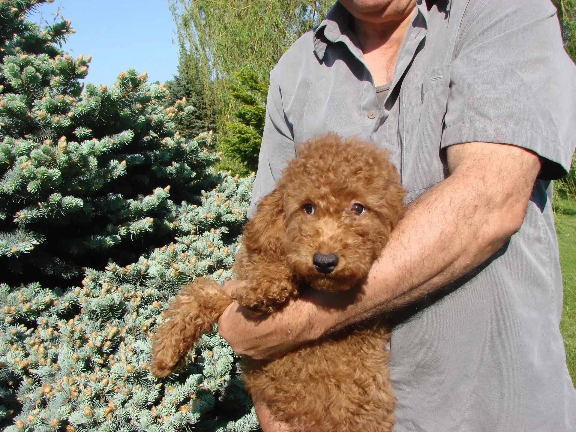 A man is holding a small brown dog in his arms